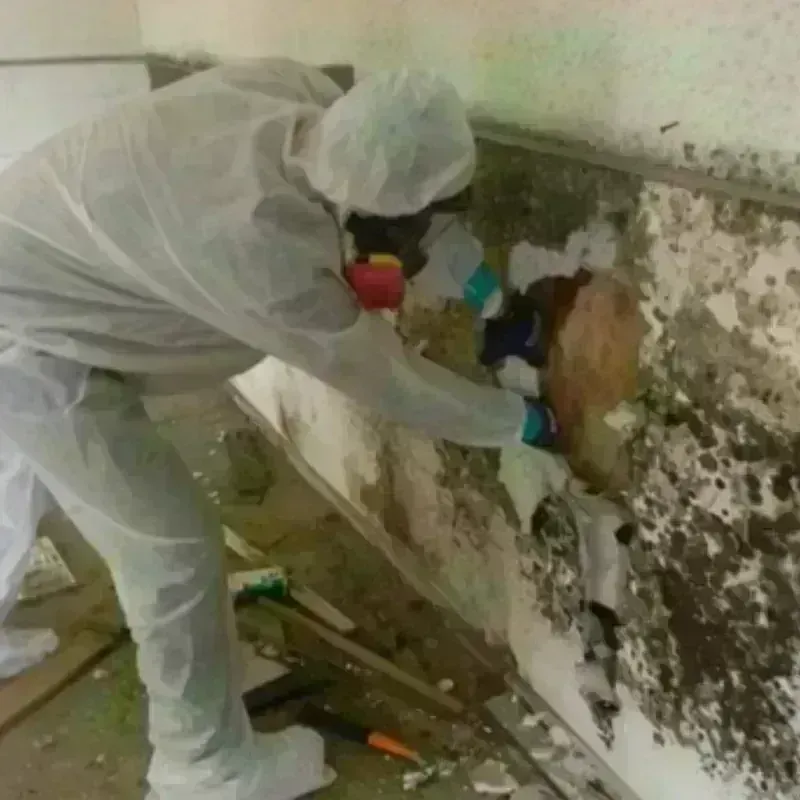 Mold Remediation and Removal in Fulton, MS